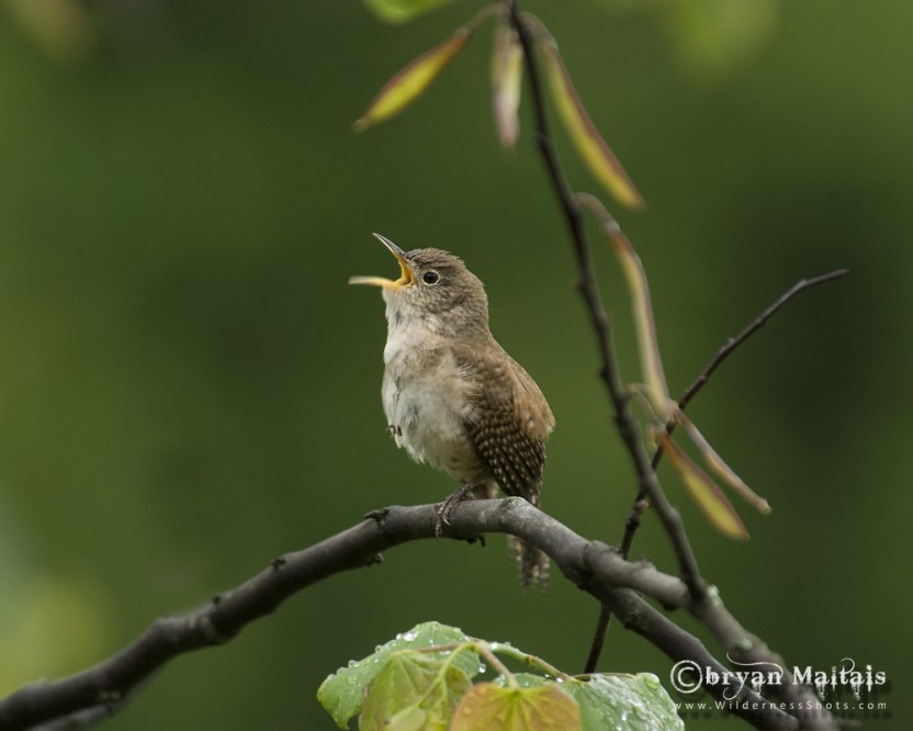 House Wren Missouri