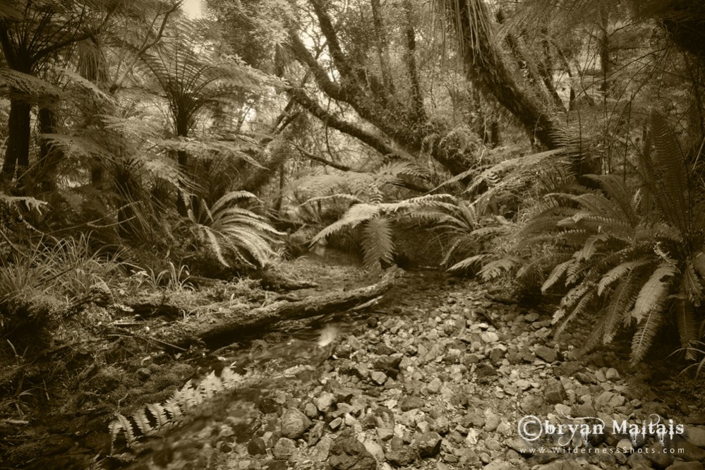 West Coast Jungle, New Zealand Black and White