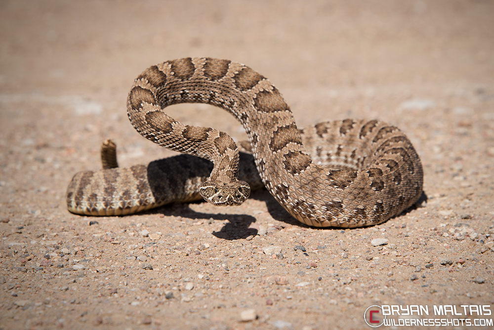 Prairie Rattlesnake Deffensive Posture