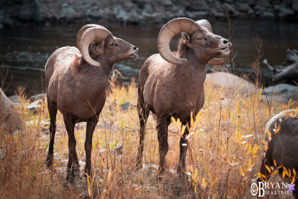 Colorado Rocky Mountain Wildlife Photography Bryan Maltais