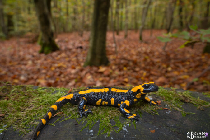 Fire Salamander In Habitat Wildernessshots Photography