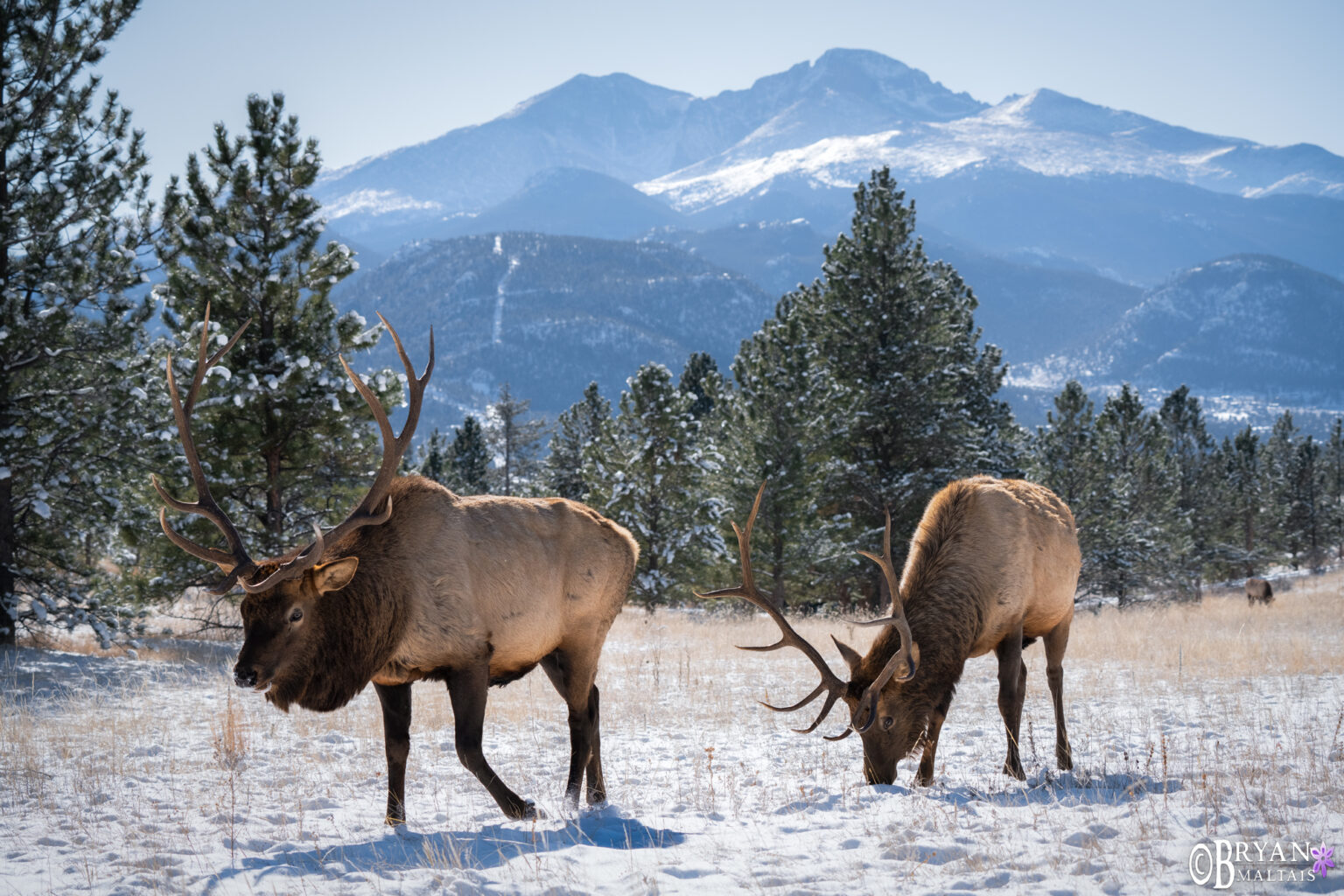 Colorado Rocky Mountain Wildlife Photography Bryan Maltais