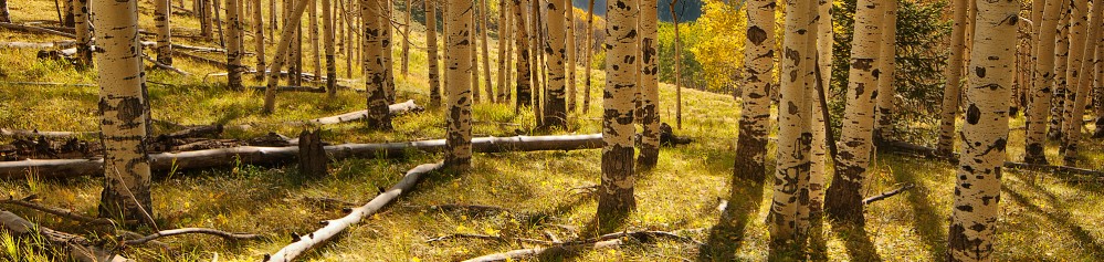 aspen-tree-photography