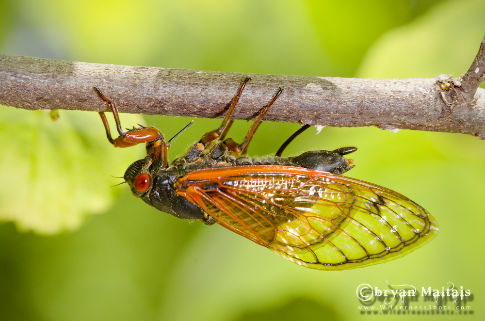 13-year Periodic Cicada Female Missouri