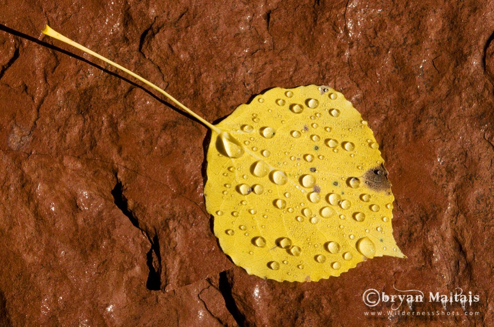 Aspen Leaf