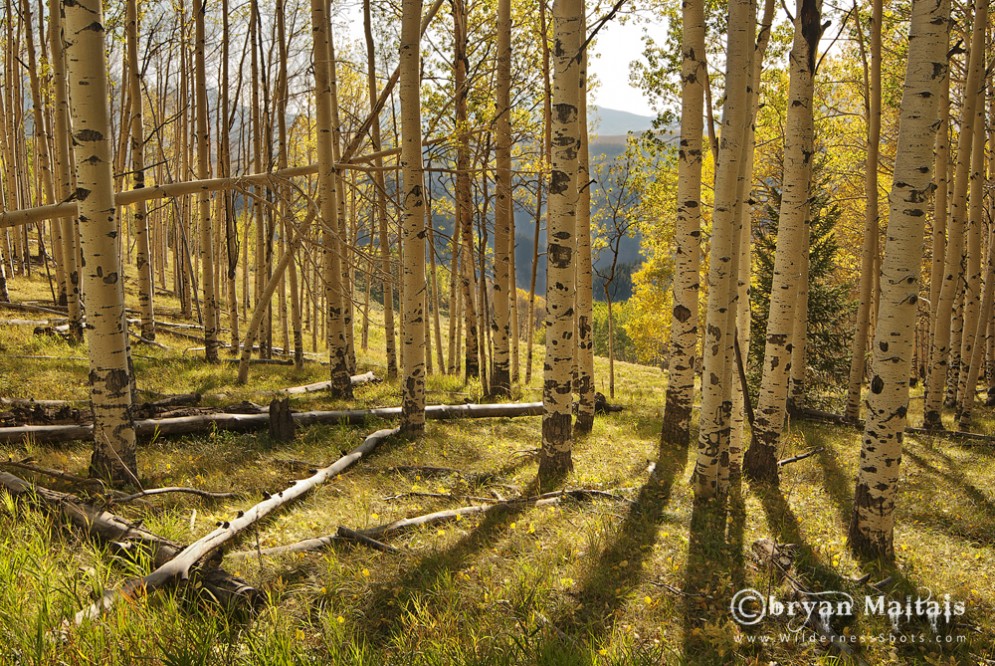 Aspen Shadows Colorado