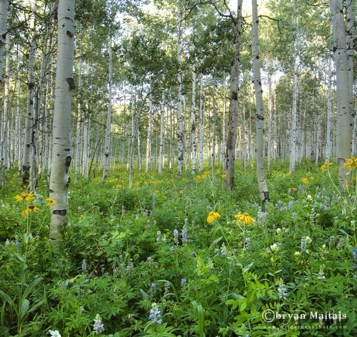 Aspen Wildflower Forest Colorado