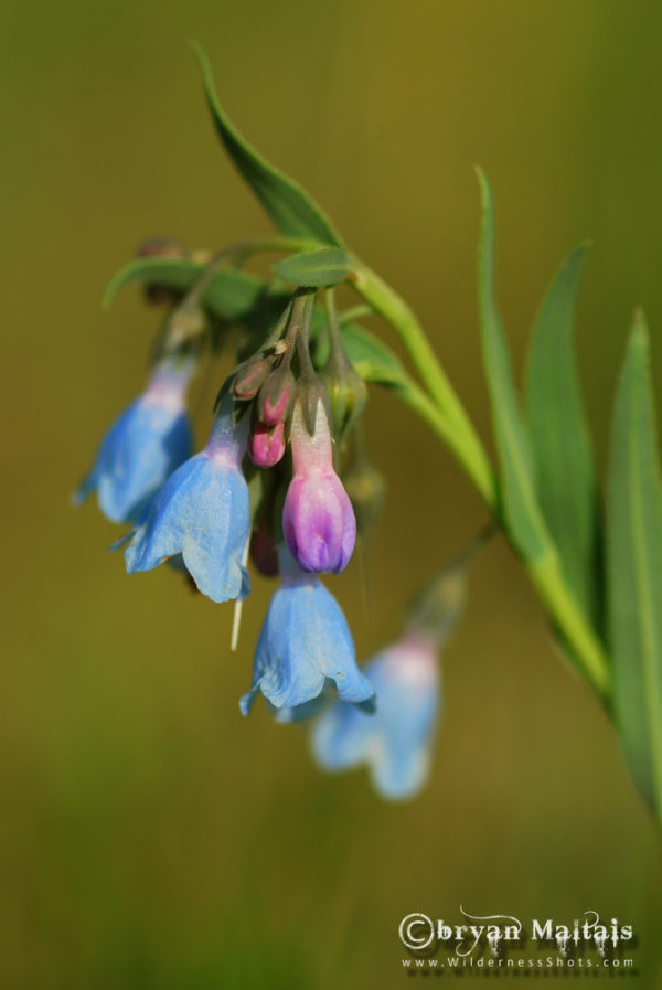 Фиалка jolly blue bells фото и описание