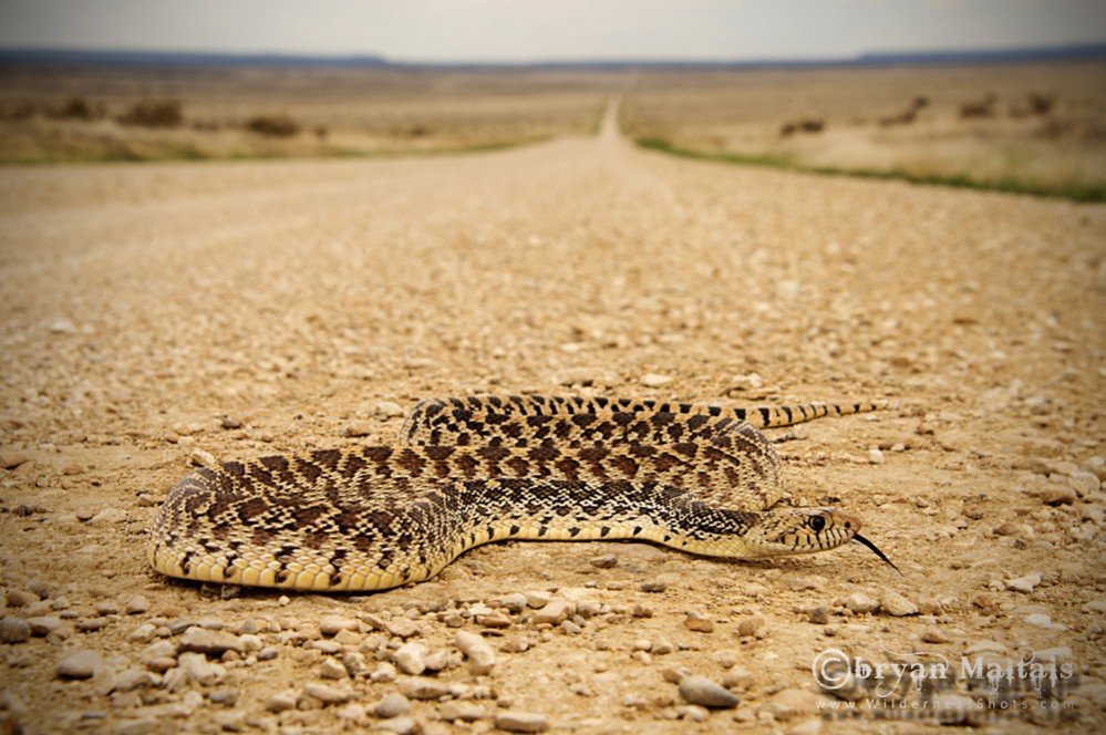 Bull Snake Colorado