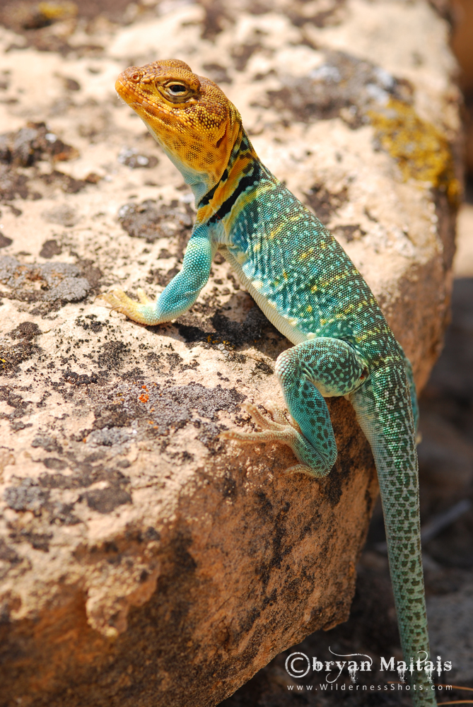 Collared Lizard Vertical