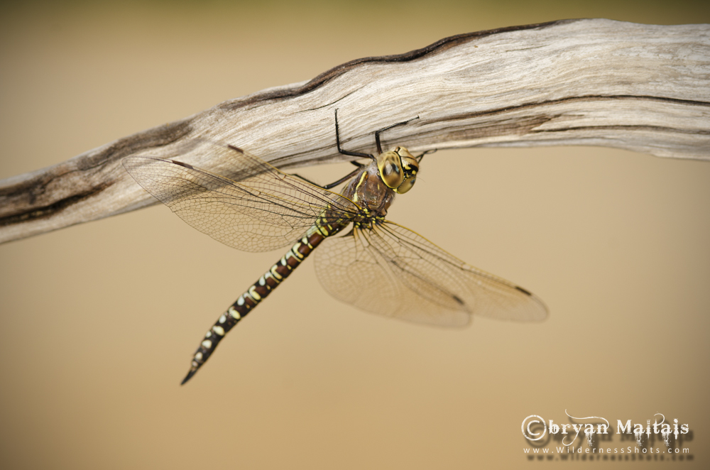 Dragonfly