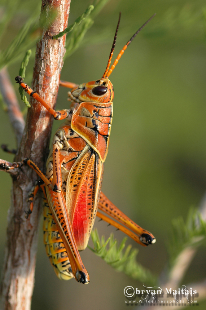 Eastern Lubber Grasshopper Everglades Florida