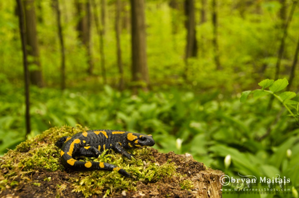 Fire Salamander on Stump