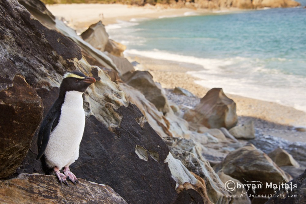 Fjordland Crested Penguin Beach New Zealand