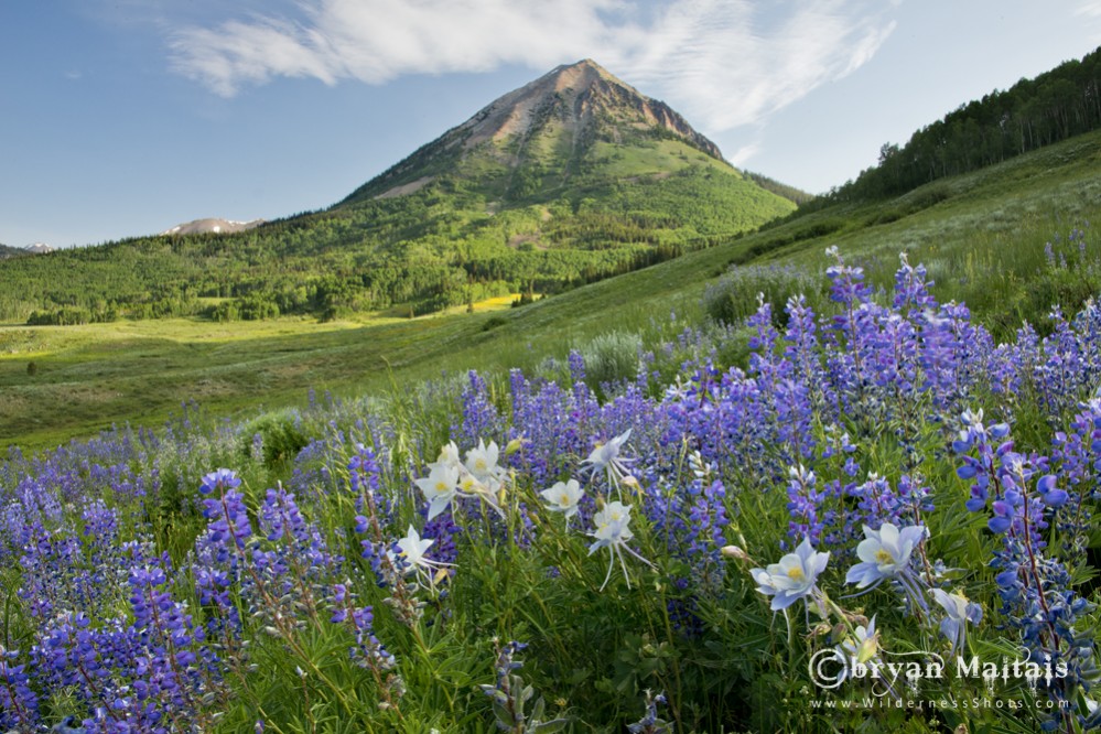 Gothic Mountains Lupines Crested Butte Colorado