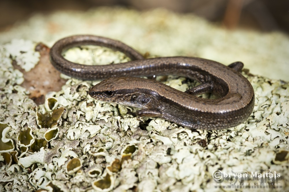 Ground Skink, Missouri