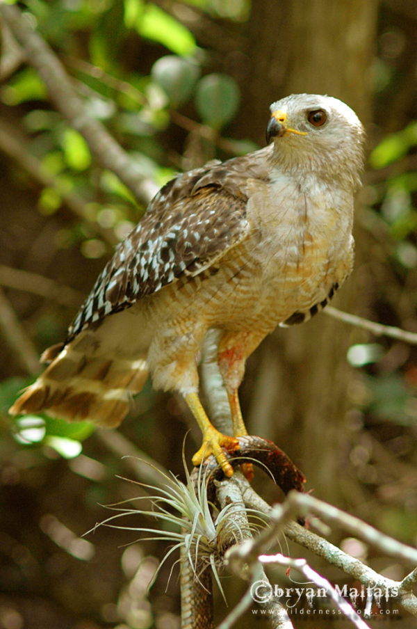 Red-shouldered Hawk with Snake, Florida Everglades