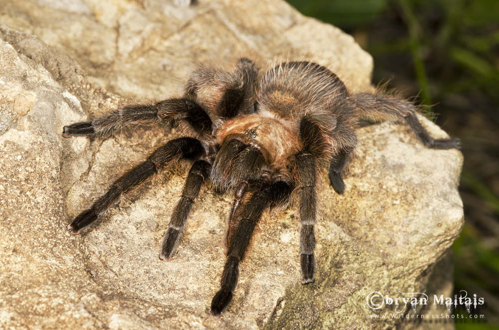 Missouri Tarantula