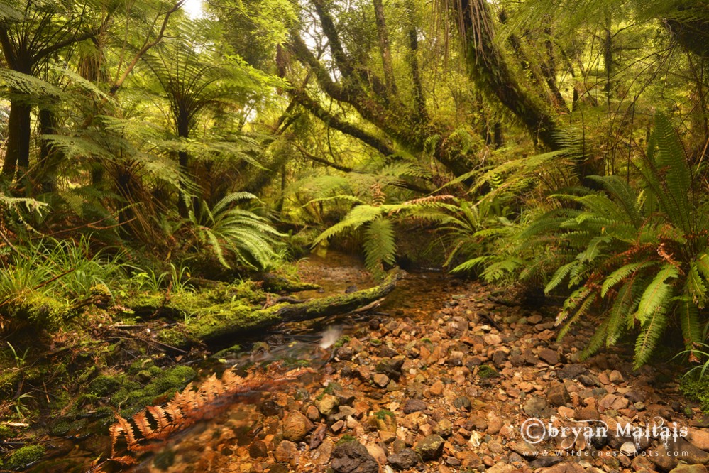 West Coast Jungle New Zealand