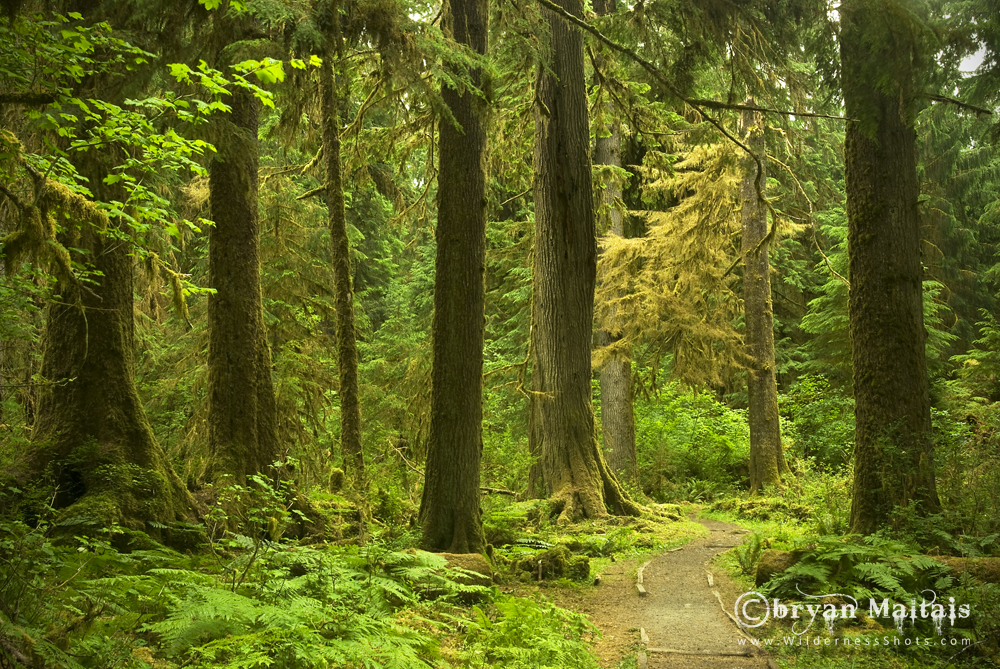 Olympic Rainforest, Washington