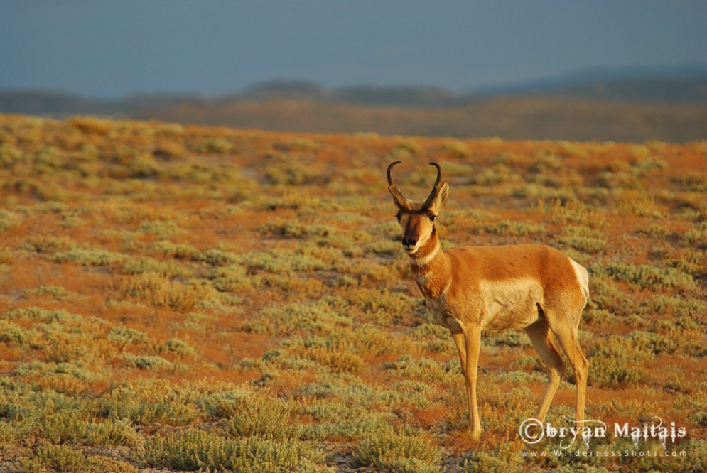 Pronghorn