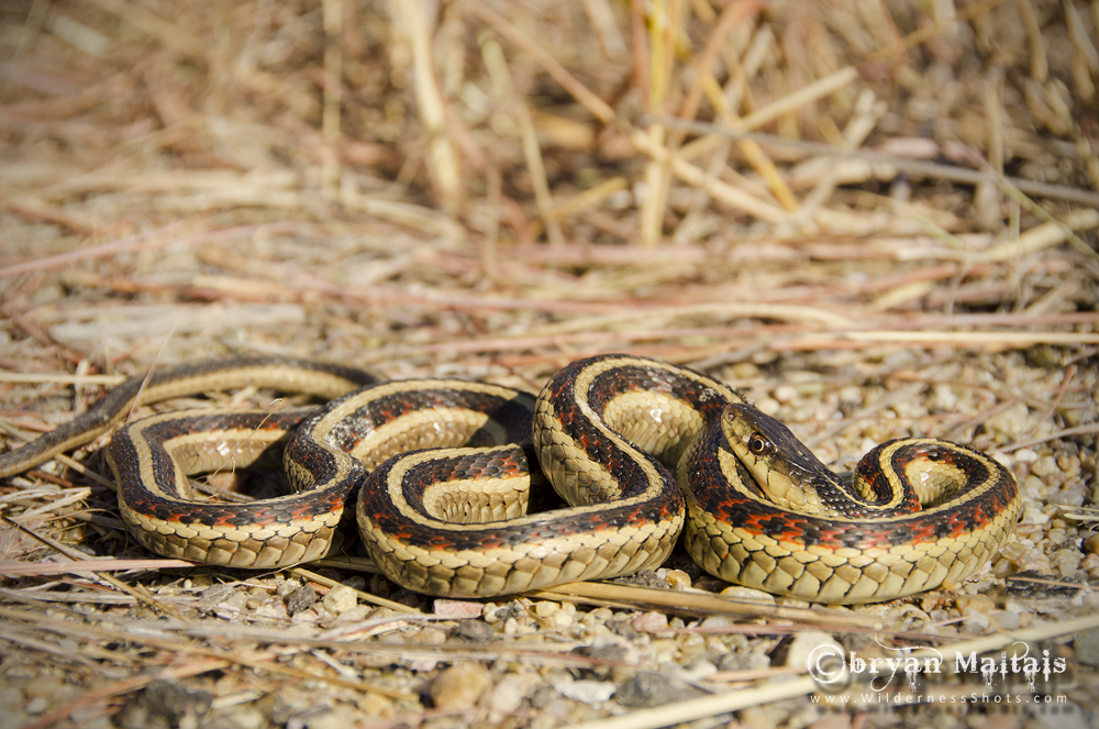 Red-sided Garter Snake, Nebraska