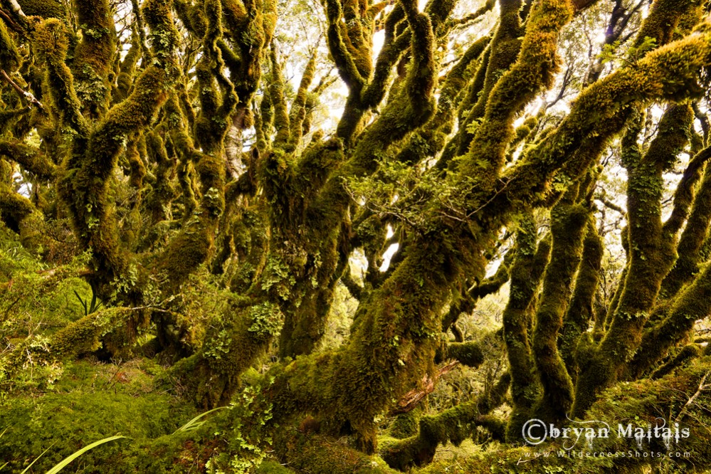 Routeburn Beech Forest, New Zealand