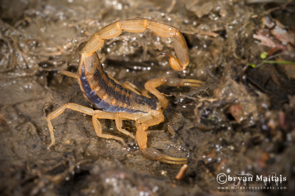 Striped Scorpion, Missouri