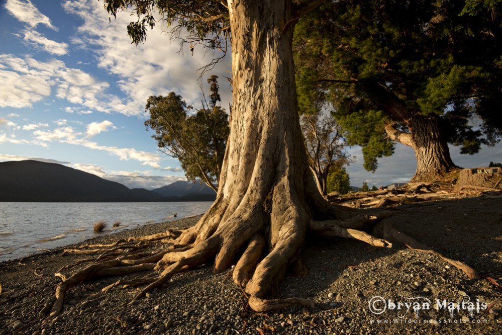 Te Anau Tree, New Zealand