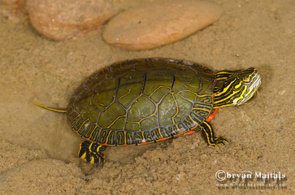 Western Painted Turtle (Chrysemys picta bellii)