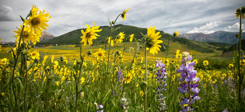 wildflower-photography