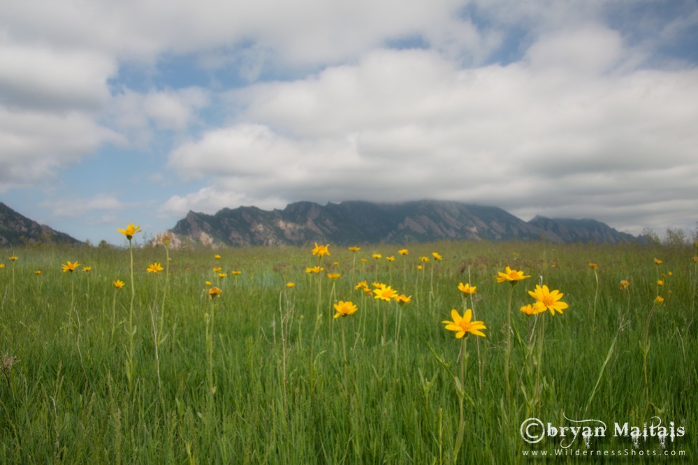 Wildflower Meadow Boulder Flatirons