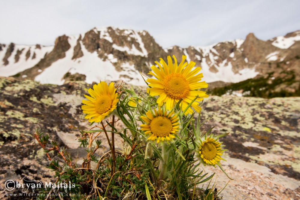 Alpine Sunflower, Colorado