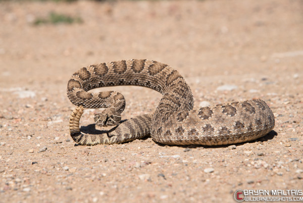 Wildlife Photography from the Rocky Mountains and Colorado