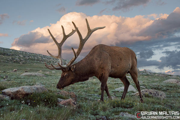 Bull Elk Sunset Colorado - Wildernessshots Photography