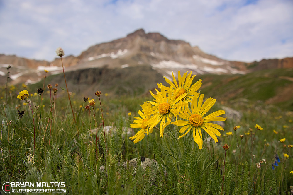 Colorado Alpine Sunflower Old Man of the Mountain