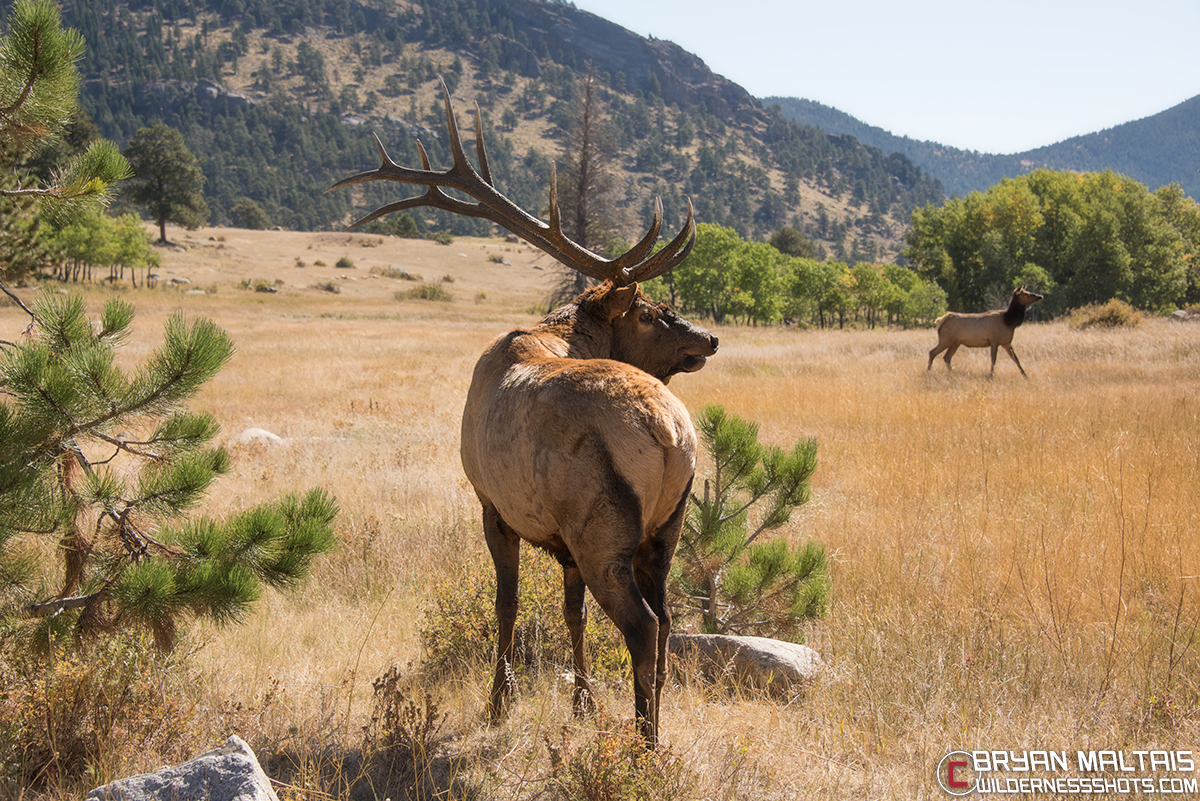 - Wildernessshots Photography