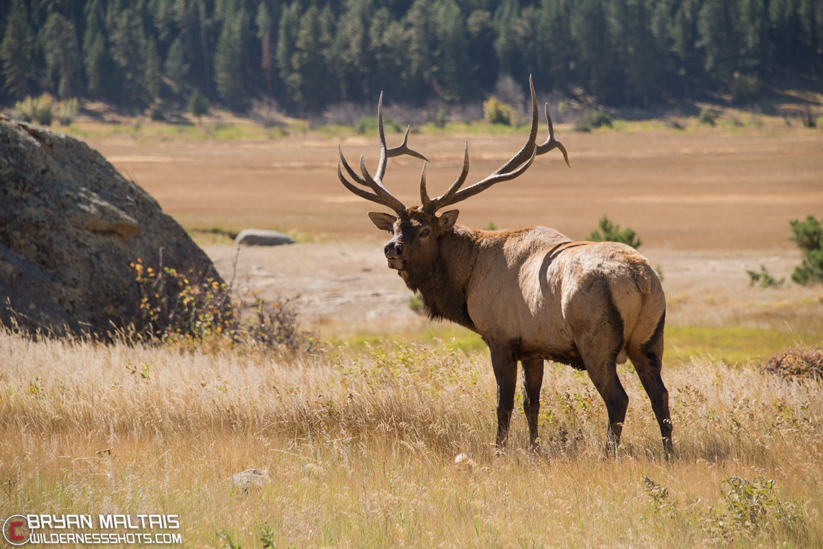 - Wildernessshots Photography