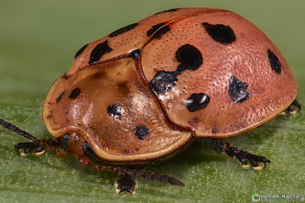 argus tortoise beetle insect macro photography