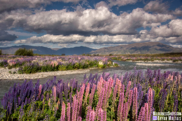 Lupine River New Zealand Pictures