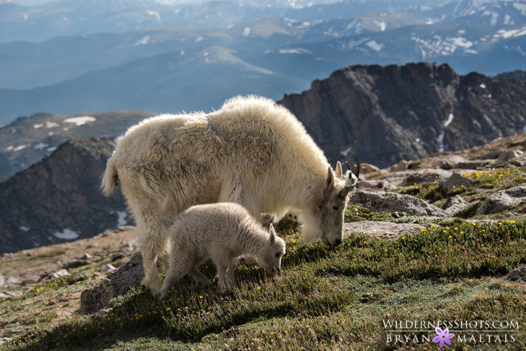 Mountain Goat Nanny with Kid - Wildernessshots Photography