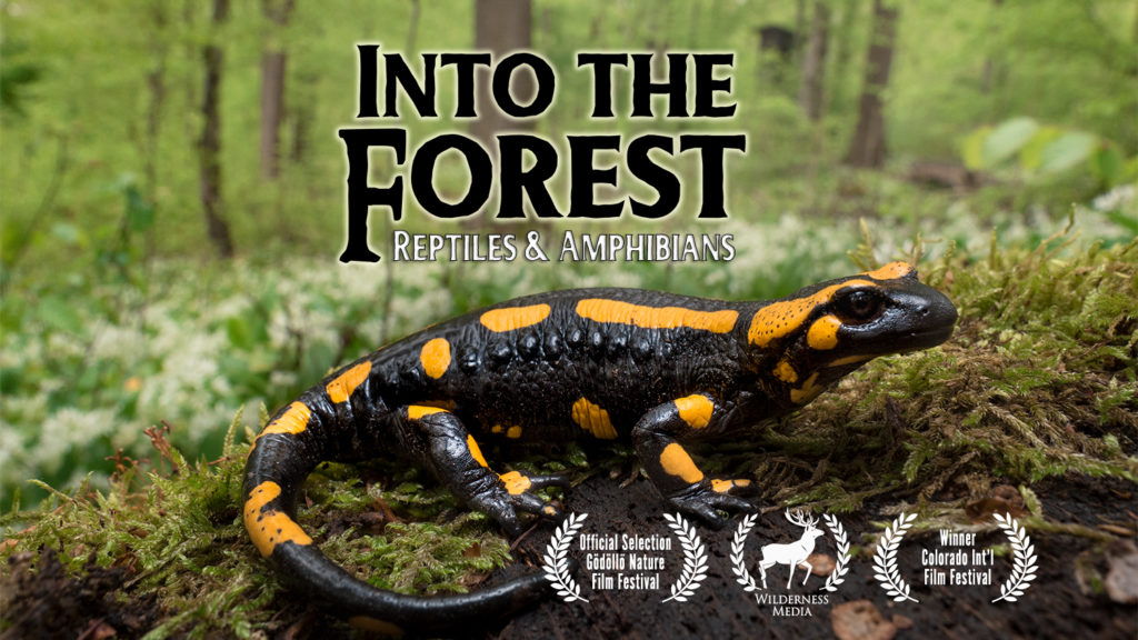 Into the Forest Nature Documentary on Amazon Prime