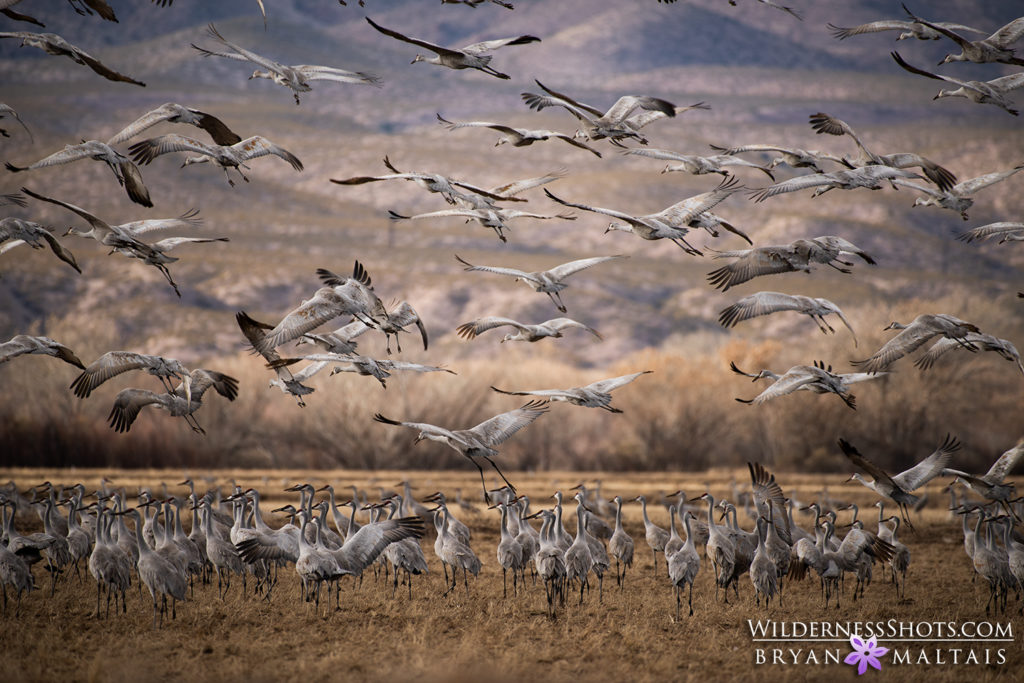 Sandhill Crane Blastoff Bosque del Apache