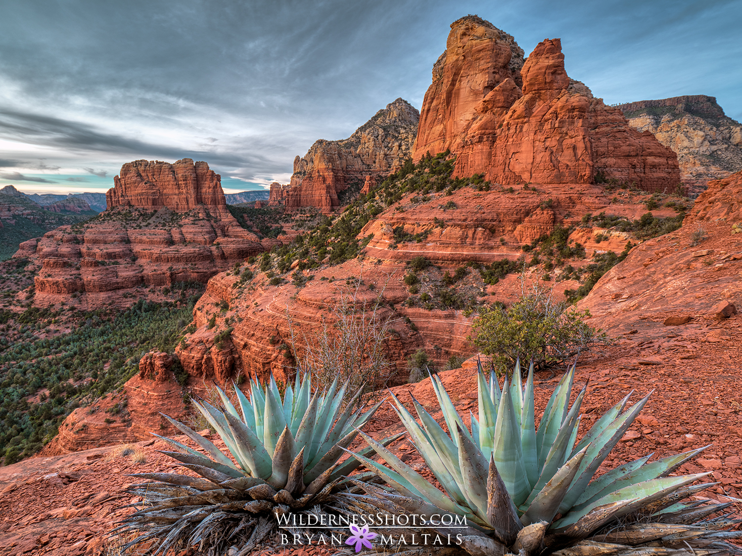 Sedona Agave Landscape