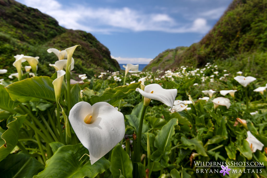 Big Sur Calla Lilies - Nature Photography Workshops and Colorado Photo ...
