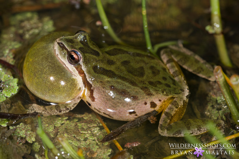 Pacific Chorus Frog Calling Wildernessshots Photography