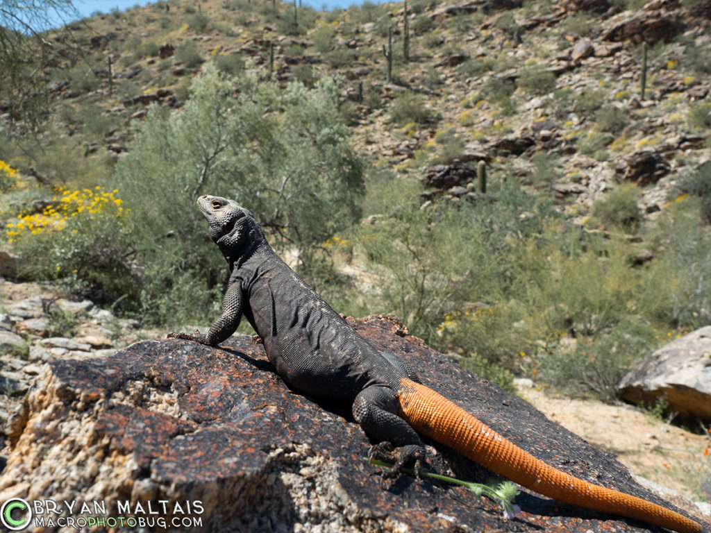 Carrot-tail Chuckwalla in Habitat - Wildernessshots Photography