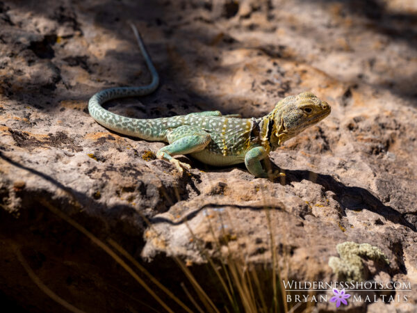 Eastern Collared Lizard - Nature Photography Workshops And Colorado ...