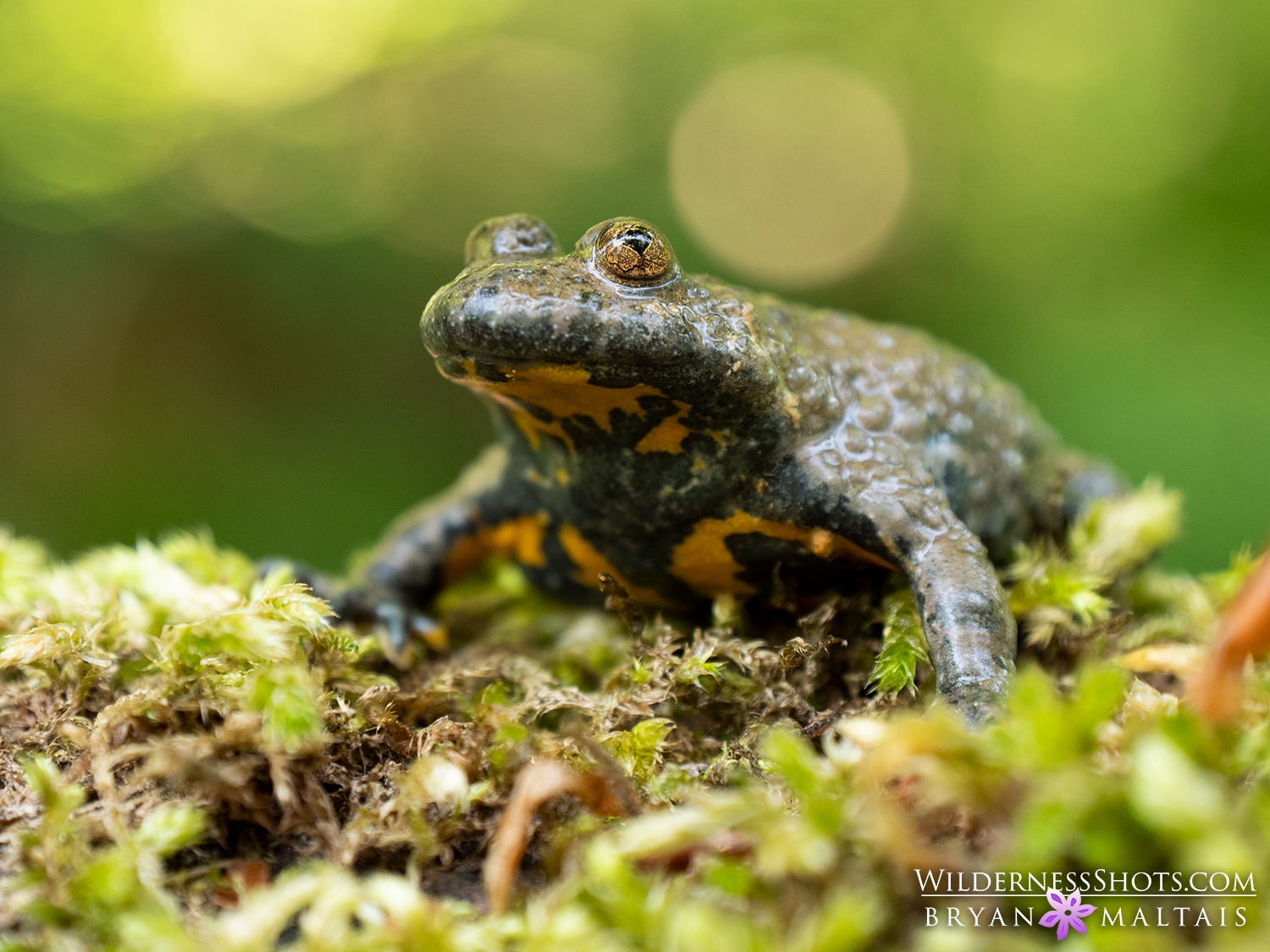 Yellow-Belly-Toad-Forest-Macro-Photos