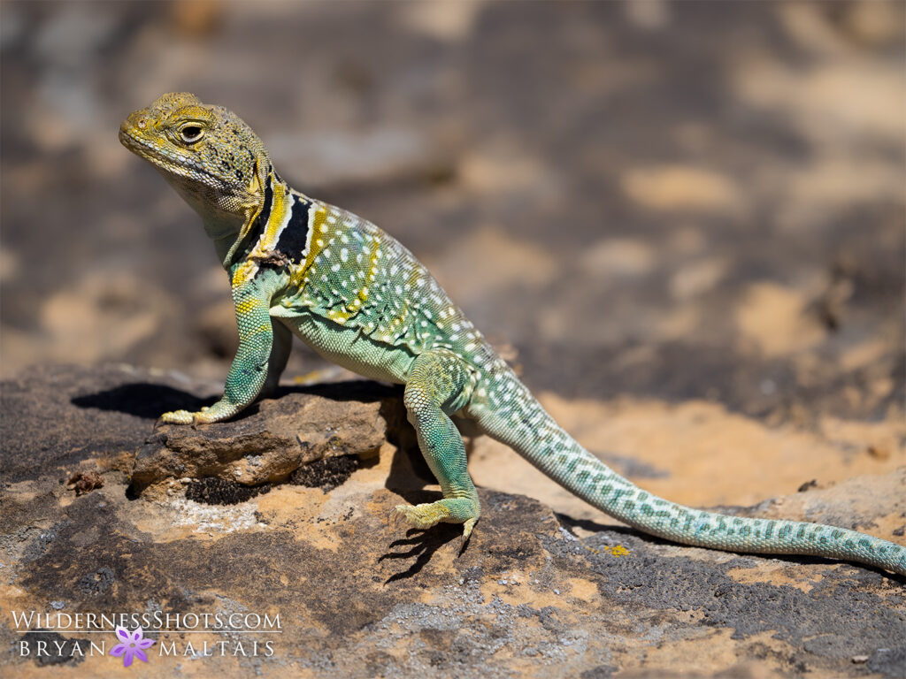 Collared Lizard Perched - Nature Photography Workshops And Colorado ...